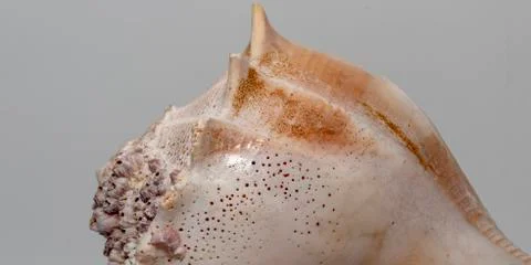 Dry gigantic sea shell Stock Photos