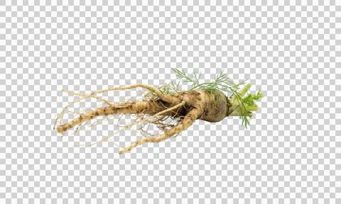 Dry ginger root with small green shoots isolated on alpha background Foto stock