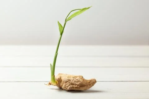 Dry ginger (Zingiber officinale) root with green sprout, on white boards and  Stock Photos