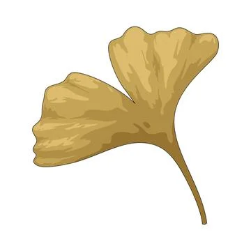 Dry ginkgo leaf illustration Stock Illustration