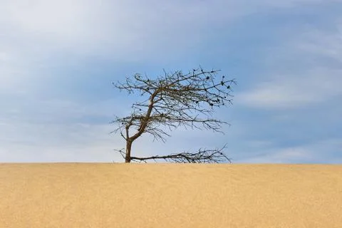 Dry gnarled pine tree on a sand dune under a blue sky Stock Photos