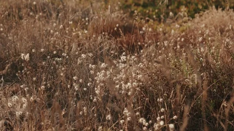Dry golden dune grass and hare tail seed heads swaying in wind Stock Footage 345363394