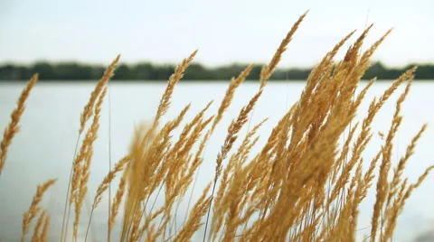 Dry golden grass in the background of a pond at sunset. Stock Footage 68516069
