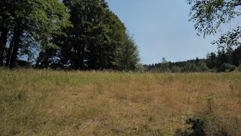 Dry Golden Meadow and Forest Edge in Owl Mountains Poland Stock Footage 342567006