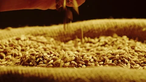 Dry golden wheat close-up. Ripe wheat grains texture. Brewery concept Stock Footage 200038411