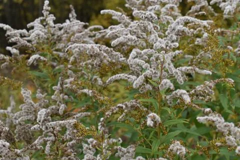 Dry goldenrod  Foto stock