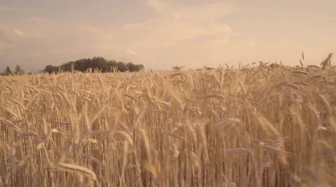 Dry grain fields with camera movement Video stock 66234454