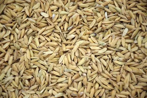 Dry grain Stock Photos