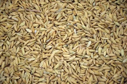 Dry grain Foto stock
