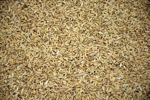 Dry grain Stock Photos
