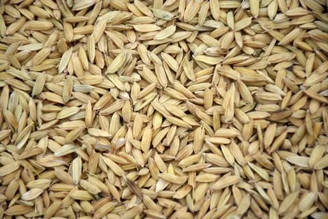 Dry grain Stock Photos