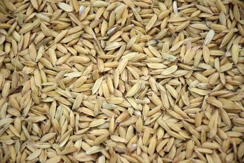 Dry grain Stock Photos