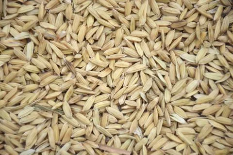 Dry grain Stock Photos