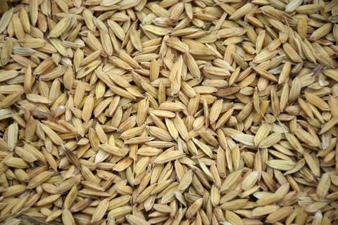 Dry grain Stock Photos