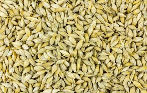 Dry grain small base of beer and bread production rustic pattern Stock Photos