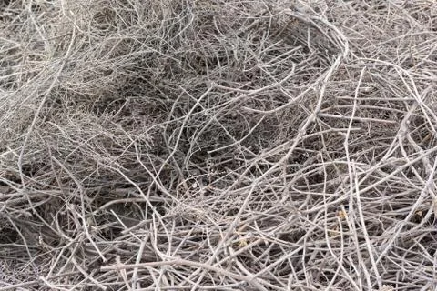 Dry grape vine on the ground Stock-Fotos