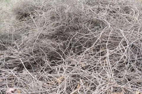 Dry grape vine Foto stock