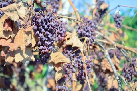 Dry grapes in vineyard Stock Photos
