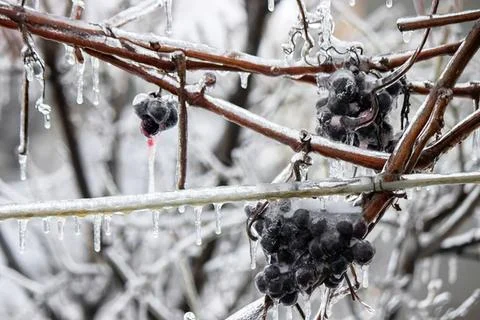 Dry grapevine branches with dark grape clusters in vineyard Stock Photos