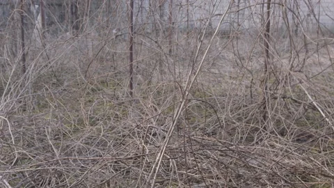 Dry grapevine. wild grapevine Stock Footage 152528413