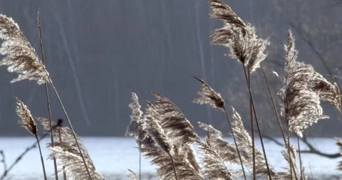 Dry grass 4K Stock Footage 263848003