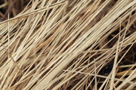 Dry grass abstract background Stock Photos