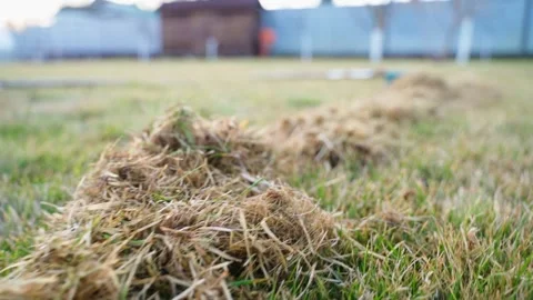 Dry grass after combing lawns. Cleaning and maintenance of lawns, smooth camera Stock Footage 311403634