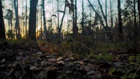 Dry grass against forest at sunset Stock Footage 168280642