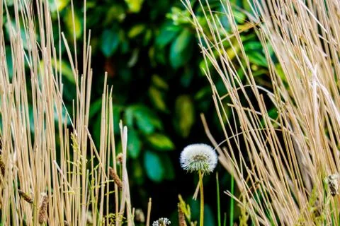 Dry Grass Against a leaf background with dandilion clock Stock Photos
