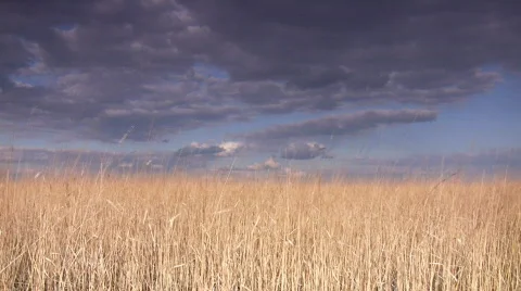 Dry grass against sky. Stock Footage 367862