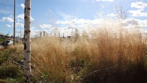 Dry grass and birch trunk Stockbeeldmateriaal 100401856