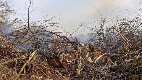 Dry grass and branches burn on a big fire Video stock 114456121