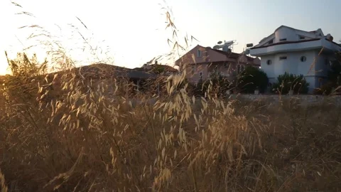Dry grass and ears of corn on a sunset background. Stock Footage 116022728