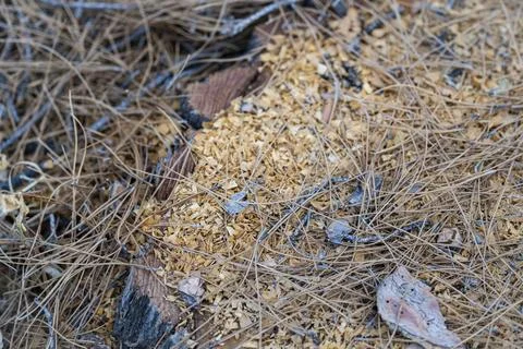Dry Grass and Hay Texture Natural Rustic Background Stock-Fotos