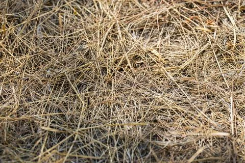 Dry Grass and Hay Texture Natural Rustic Background Stock Photos
