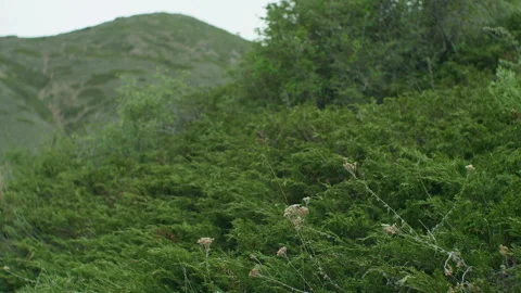 Dry grass and juniper Stock Footage 221001810