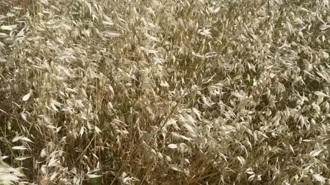 Dry grass and oat seed heads dancing with the wind. Stock Footage 336707793