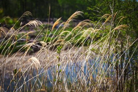 Dry grass and river in the background Stock Photos