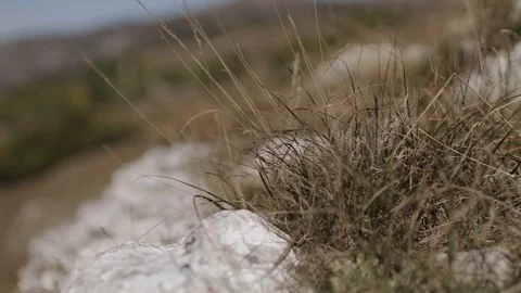 Dry grass and rocks blown by the wind Stock Footage 129333365
