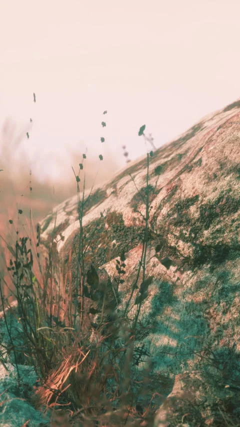 Dry grass and rocks landscape Видео 309200727