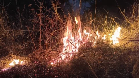 Dry grass and shrubs burning in an open area Stock Footage 327982247