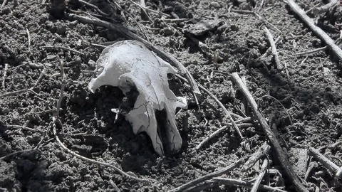 Dry grass and skull Stock Footage 90433795