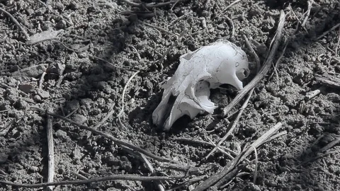 Dry grass and skull Stock Footage 90433796