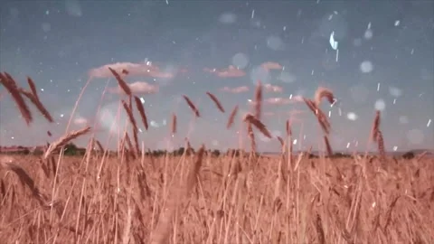 Dry Grass and Snowfall in Summer Extreme Weather Transition Stock Footage 330276428