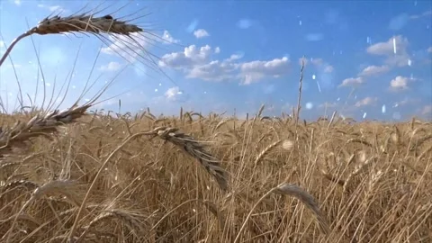 Dry Grass and Snowfall in Summer Extreme Weather Transition Stock-Footage 330277600