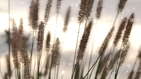Dry Grass and Snowfall in Summer Extreme Weather Transition Stock Footage 330277859