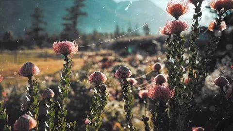Dry Grass and Snowfall in Summer Extreme Weather Transition Stock Footage 330277897