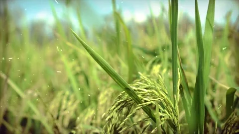 Dry Grass and Snowfall in Summer Extreme Weather Transition Video stock 330277949