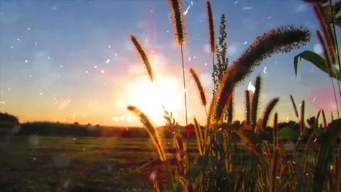 Dry Grass and Snowfall in Summer Extreme Weather Transition Video stock 330279953