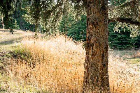 Dry grass and tree trunk Stock Photos